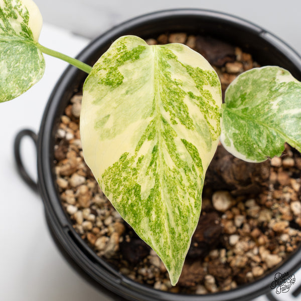 Monstera Deliciosa 'Fairy Dust' (wk47-UM)