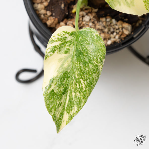 Monstera Deliciosa 'Fairy Dust' (wk47-UM)