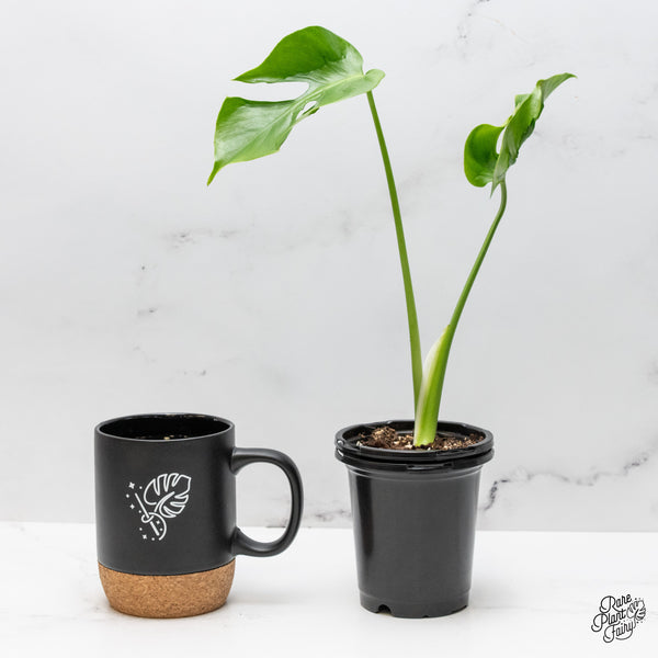 Monstera Deliciosa 'Hurricane' (wk50-UC)