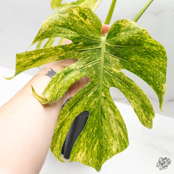 Monstera Deliciosa 'Legacy' (wk48-UI)