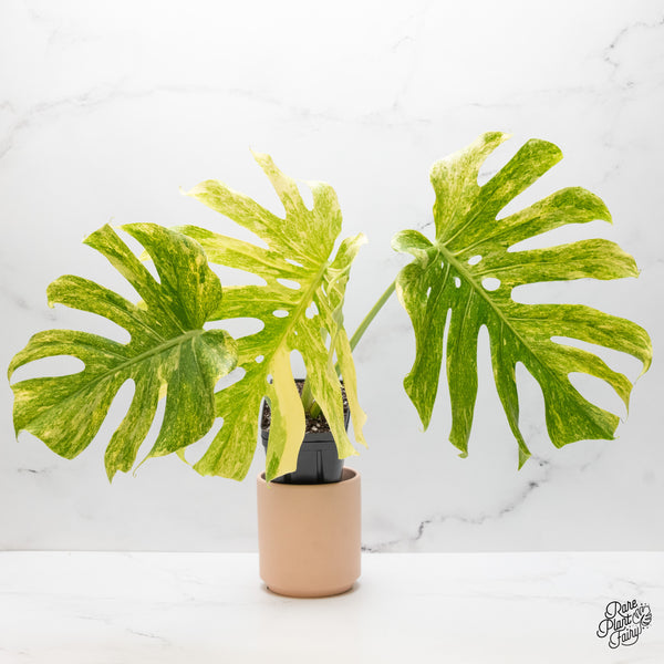 Monstera Deliciosa 'Legacy' (wk48-UI)