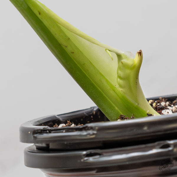 Monstera Deliciosa 'Light Lime' (wk52-UB)