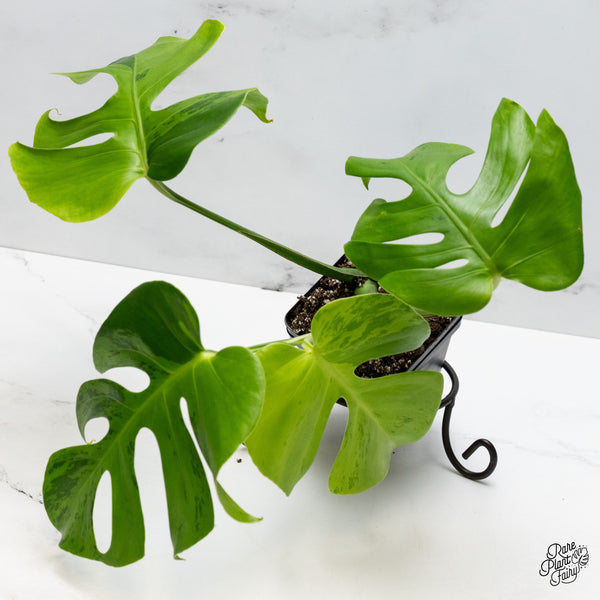 Monstera 'Light Lime' (wk49-UC)