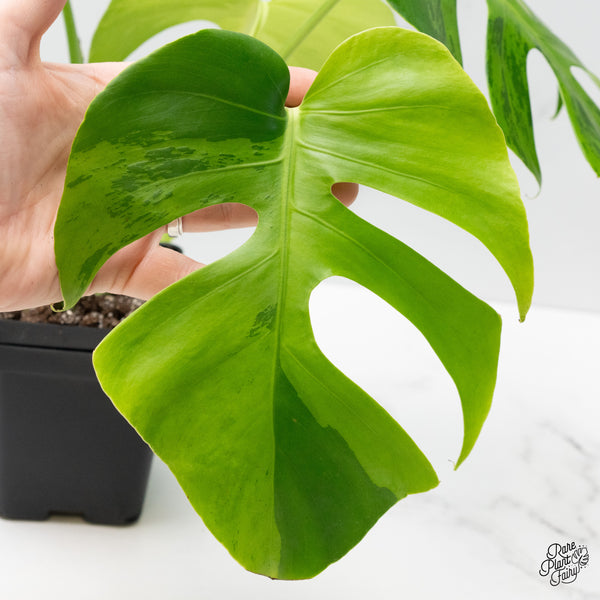 Monstera 'Light Lime' (wk49-UC)