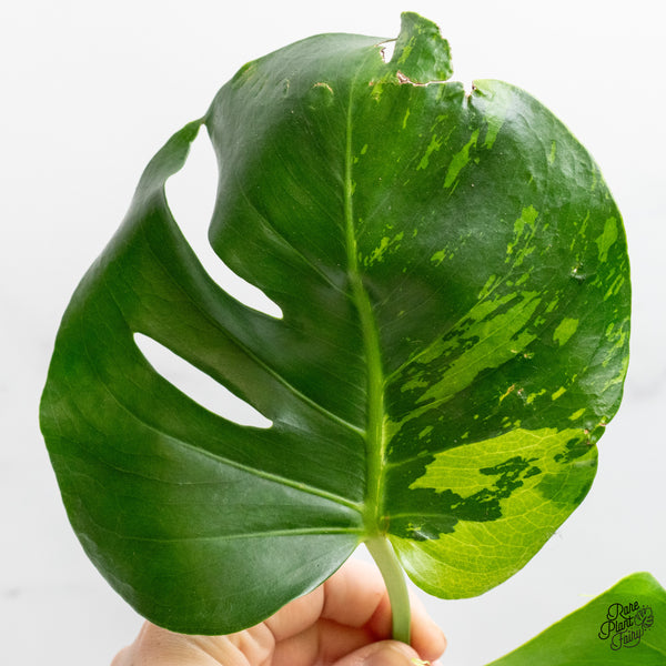 Monstera deliciosa 'Light Lime' (wk52-UM)