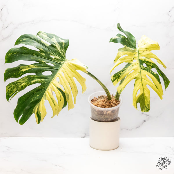 Monstera Deliciosa 'Masterpiece' (wk47-UA)