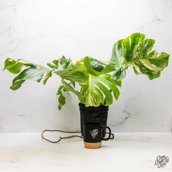 Monstera Deliciosa 'Masterpiece' (wk51-UM) - Original US Clone