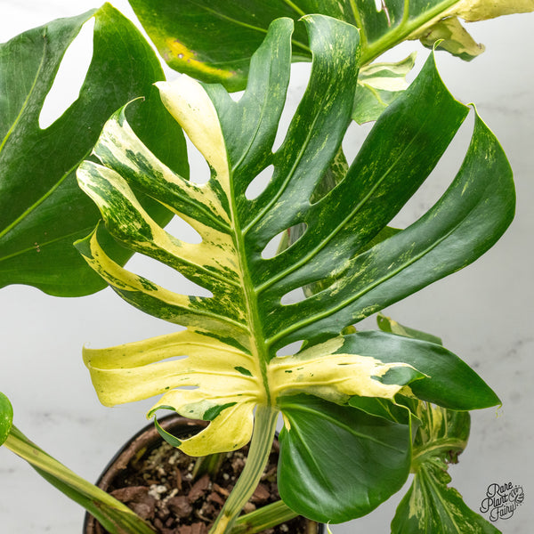 Monstera Deliciosa 'Masterpiece' (wk51-UM) - Original US Clone