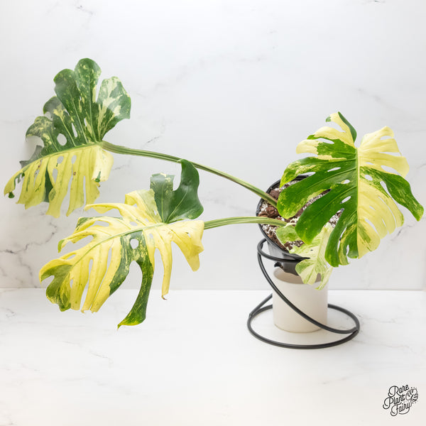 Monstera Deliciosa 'Masterpiece' (wk5-UL)