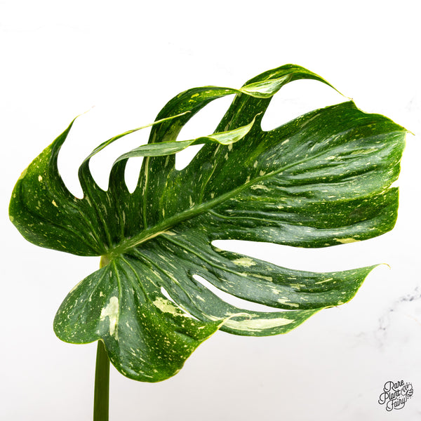 Monstera Deliciosa 'Medusa' (wk47-UI)