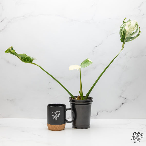 Monstera Deliciosa 'Medusa' (wk51-UD)