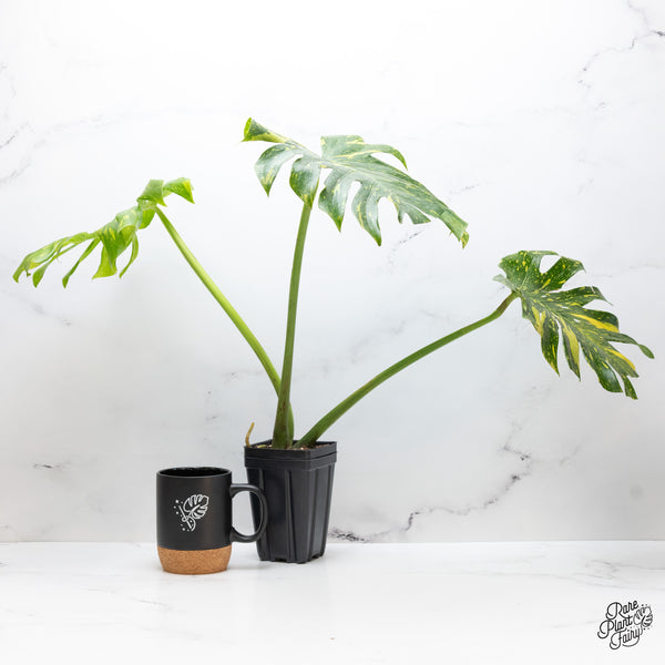 Monstera Deliciosa 'Miracle' (wk46-A)