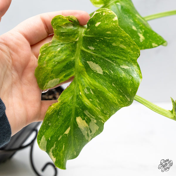 Monstera Deliciosa Thai constellation Tricolor *Contorted* (wk49-D)