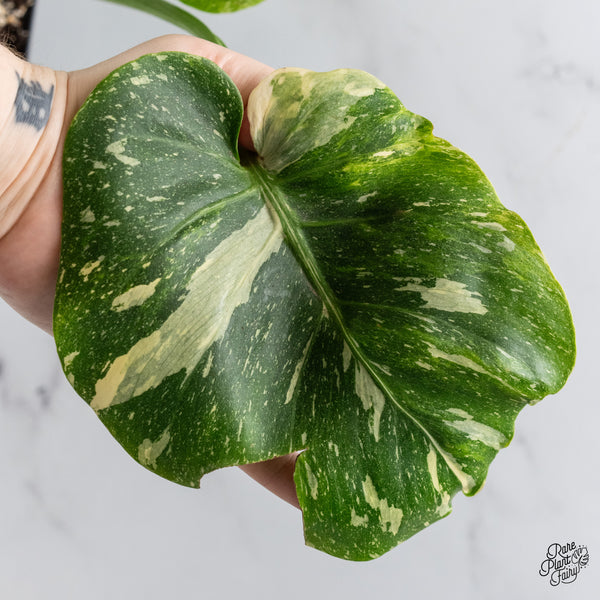 Monstera Deliciosa Thai constellation Tricolor *Contorted* (wk49-D)