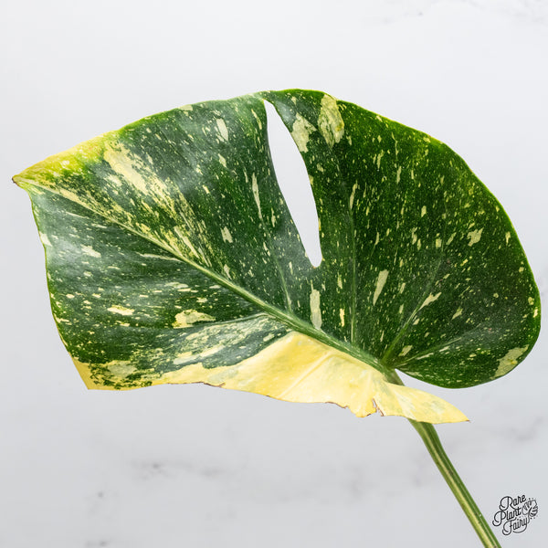 Monstera Deliciosa 'Miracle' (wk49-UN)