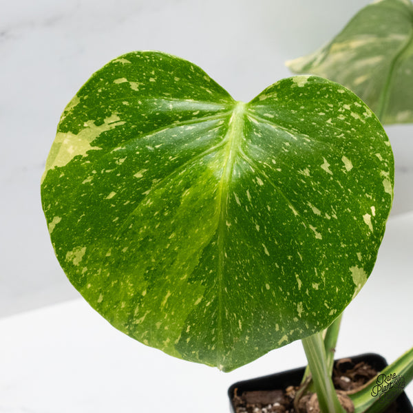 Monstera Deliciosa 'Miracle' (wk49-UN)