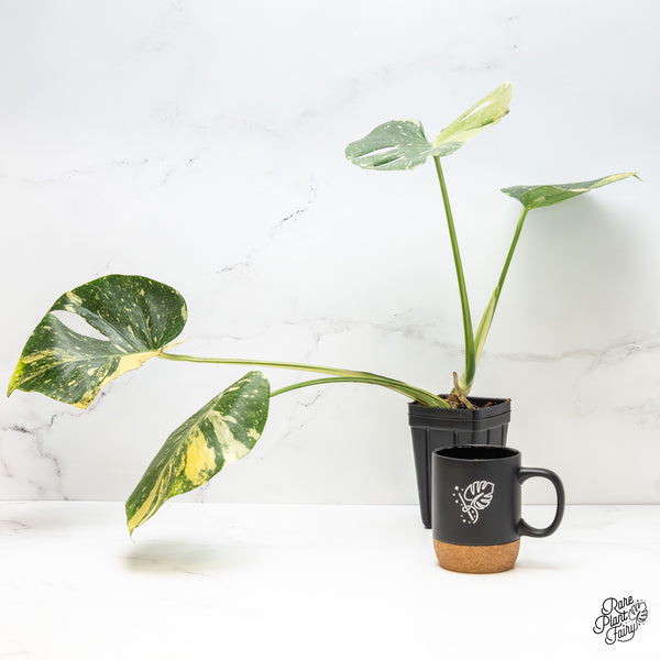 Monstera Deliciosa 'Miracle' (wk5-UT)