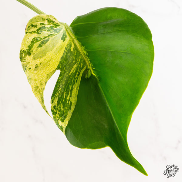 Monstera Deliciosa 'Ocean Mint' (wk46-Z)