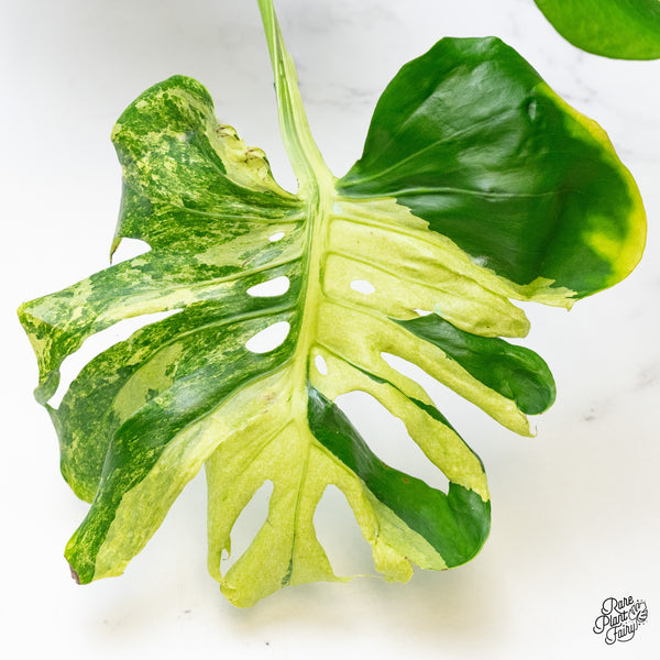 Monstera Deliciosa 'Ocean Mint' (wk48-UM)