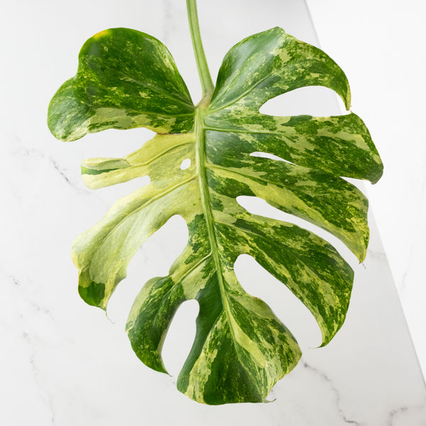Monstera Deliciosa 'Ocean Mint' (wk6-UO)