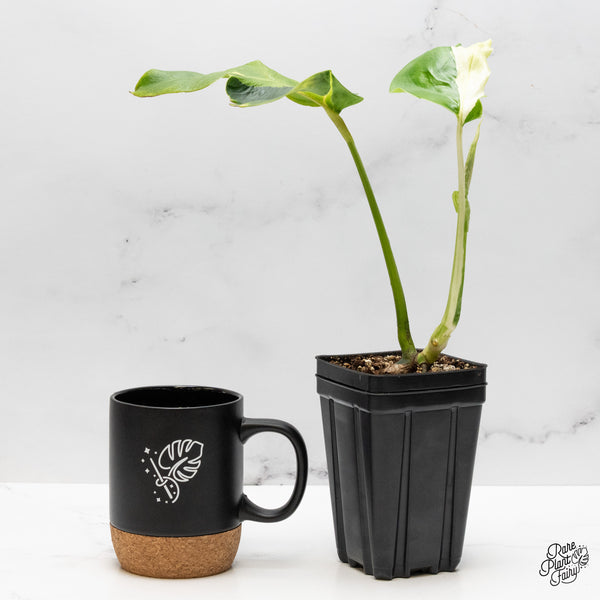 Monstera Deliciosa 'White Lava' (wk50-UE)