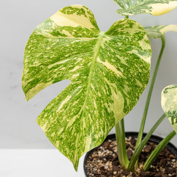 Monstera Deliciosa 'White Snow' (Thai Constellation Mutation) (wk50-E)