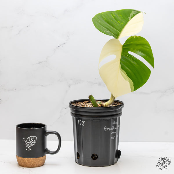 Monstera Deliciosa Albo Variegated (Brazilian Form) (wk1-UJ)