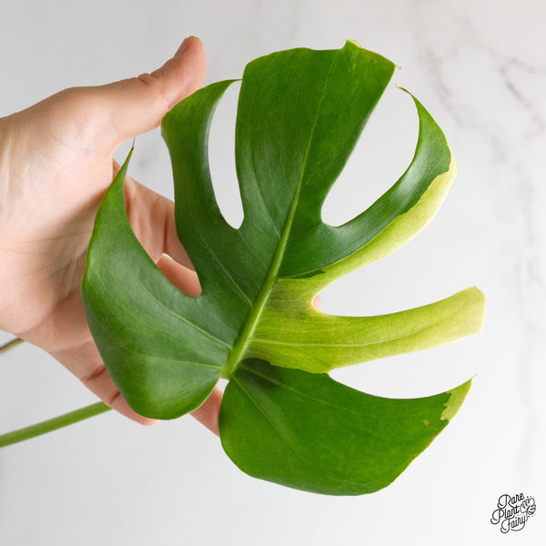 Monstera Deliciosa Albo Variegated (Large Form) (wk48-UF)
