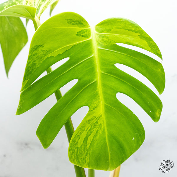Monstera Deliciosa Aurea Variegated (Small Form/Borsigiana) (wk50-C)