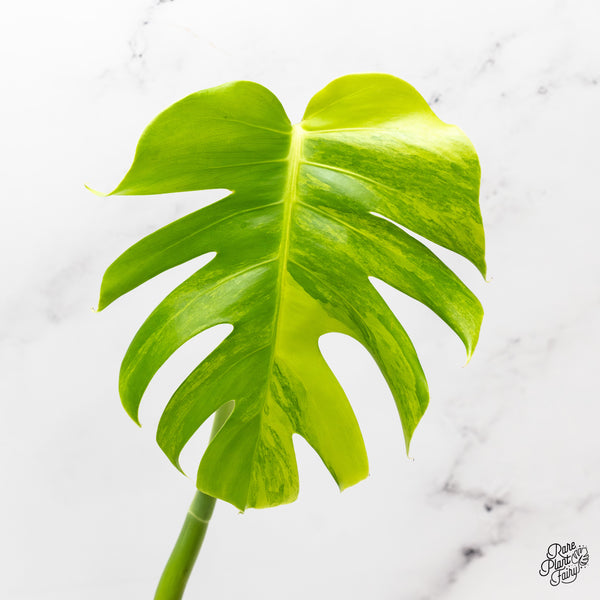 Monstera deliciosa aurea variegated (small form/borsigiana) (wk45-B)
