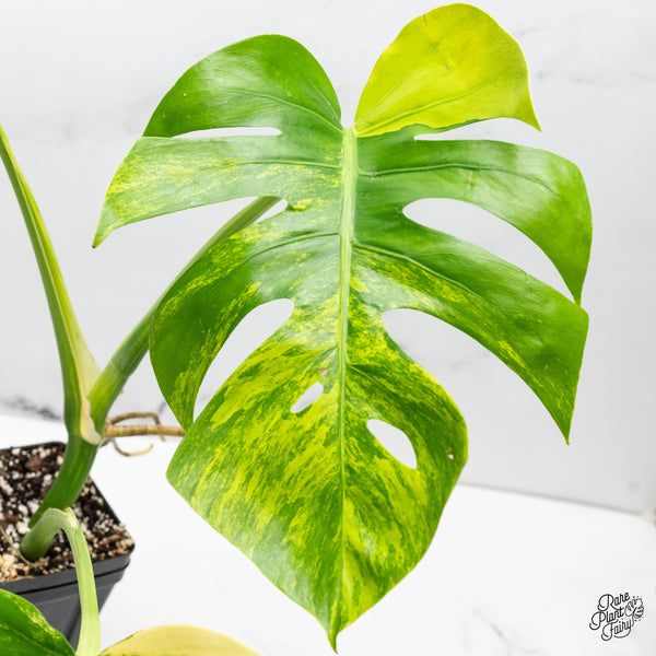 Monstera Deliciosa Aurea Variegated (Small Form/Borsigiana) (wk51-C)