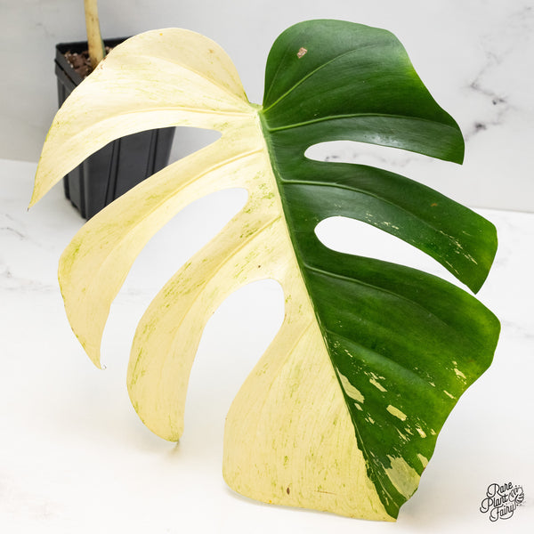 Monstera Deliciosa Mint Variegated NOID (Intermediate Form) (wk45-AA)