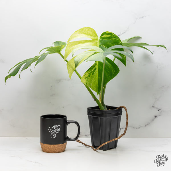 Monstera Deliciosa Mint Variegated NOID (Intermediate Form) (wk46-L)