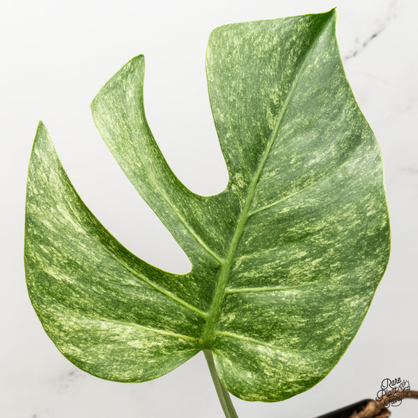 Monstera Deliciosa Mint Variegated NOID (Intermediate Form) (wk46-L)