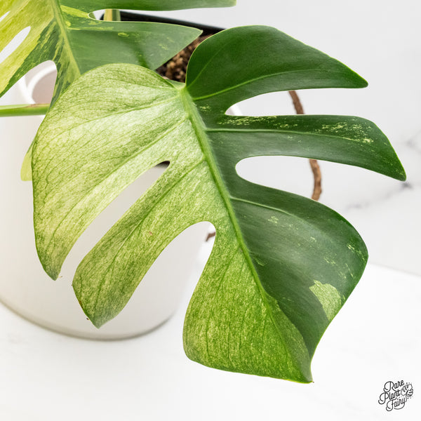 Monstera Deliciosa Mint Variegated NOID (Intermediate Form) (wk46-L)