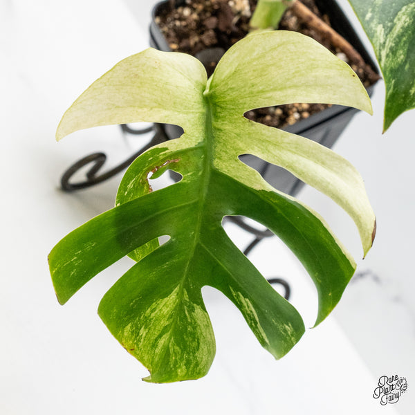 Monstera Deliciosa Mint Variegated NOID (Intermediate Form) (wk49-E)