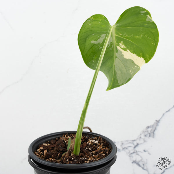Monstera Deliciosa Mint Variegated - US Clone (Large Form) (wk48-A)