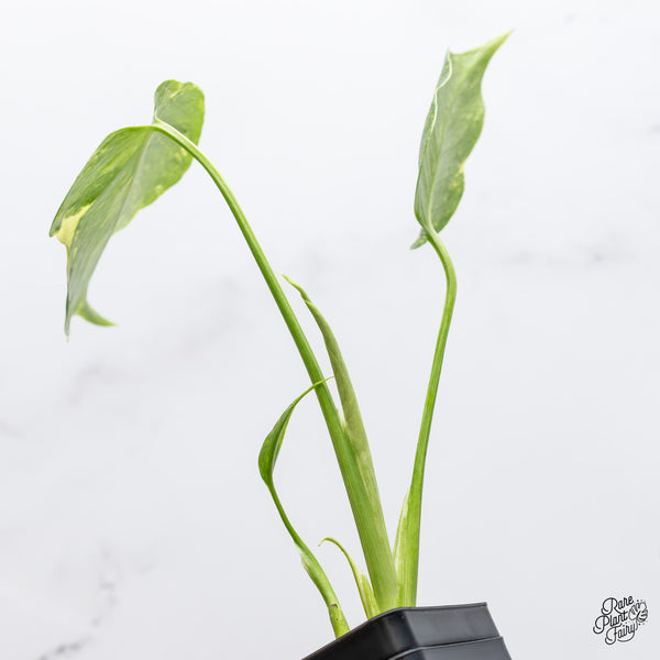 Monstera Deliciosa 'Electrolyte' (wk1-UN)