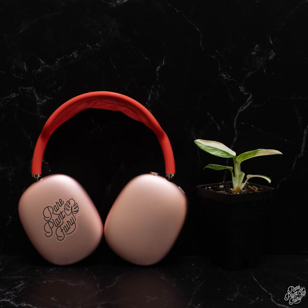 Monstera standleyana albo variegated *Growers choice*