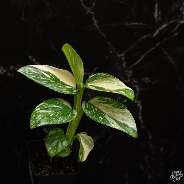 Monstera Standleyana Albo Marble Variegated *Grower's Choice*