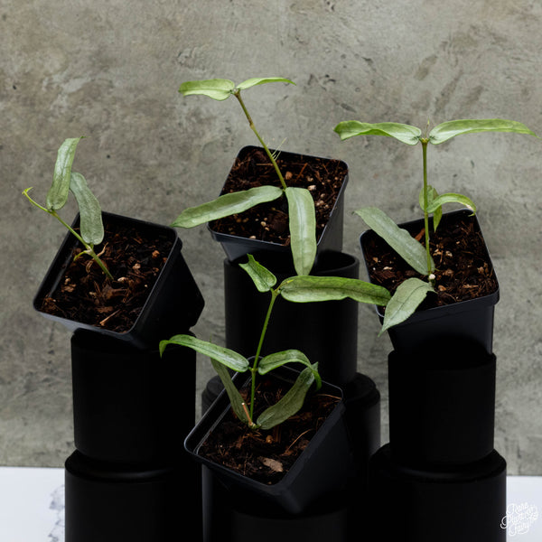 Hoya Pandurata 'Tsiang Silver' *Grower's Choice*