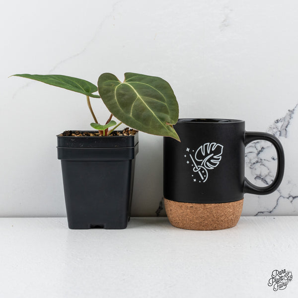 Anthurium NSE Red Crystal x (Carlablackiae x Papillilaminum) *Grower’s Choice*