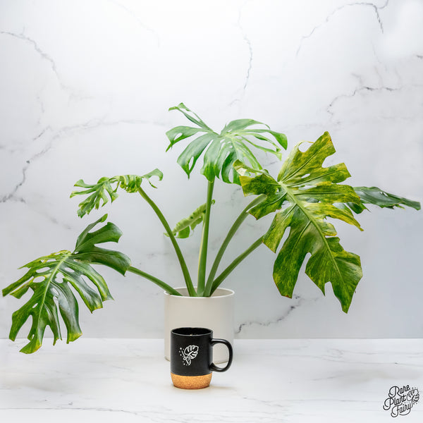 Monstera Deliciosa 'Ocean Green' (wk48-UD)