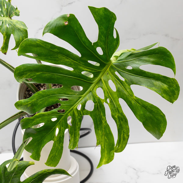 Monstera Deliciosa 'Ocean Green' (wk48-UD)