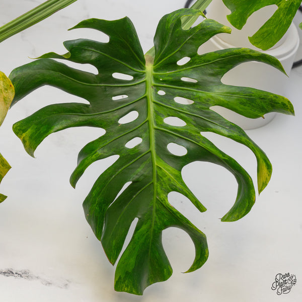 Monstera Deliciosa 'Ocean Green' (wk48-UD)