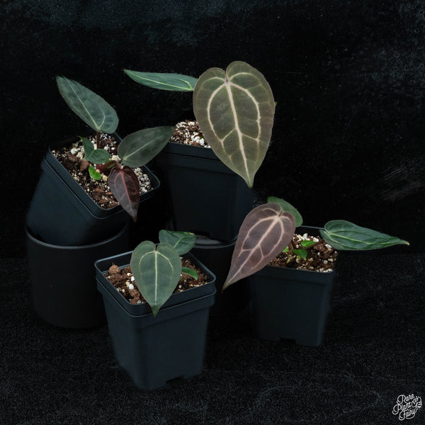 Anthurium DocBlock Red Velvet Cake '24' x Zara '29' by DocBlock® *Grower's Choice*