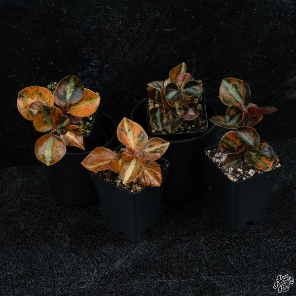 Peperomia 'Crème Brûlée' *Grower's choice*