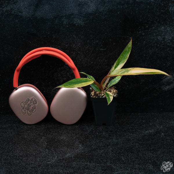 The Rare Pair (A. Black Velvet Pink + P. Caramel Marble) - Free Shipping!