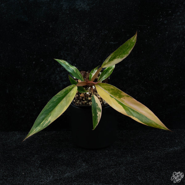 Philodendron 'Caramel Marble' *Grower's choice*