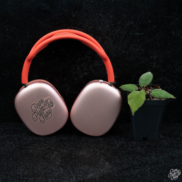 Homalomena sp. 'Hairy' *Grower's Choice*